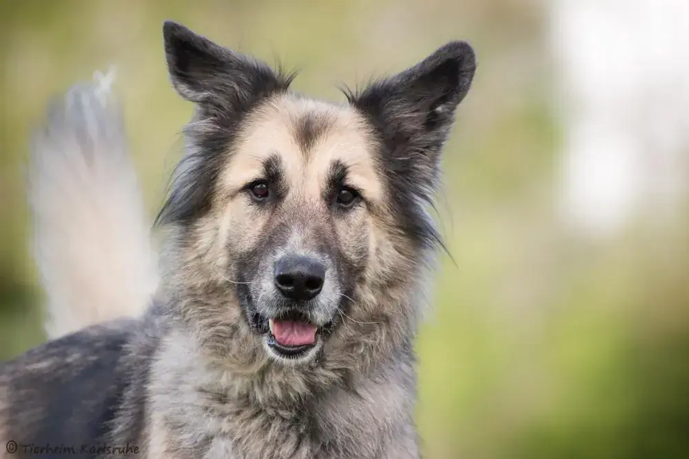 Kaja - Deutscher Schäferhund - Bild 1