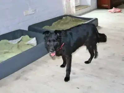 Pety – Hund – Bild 4