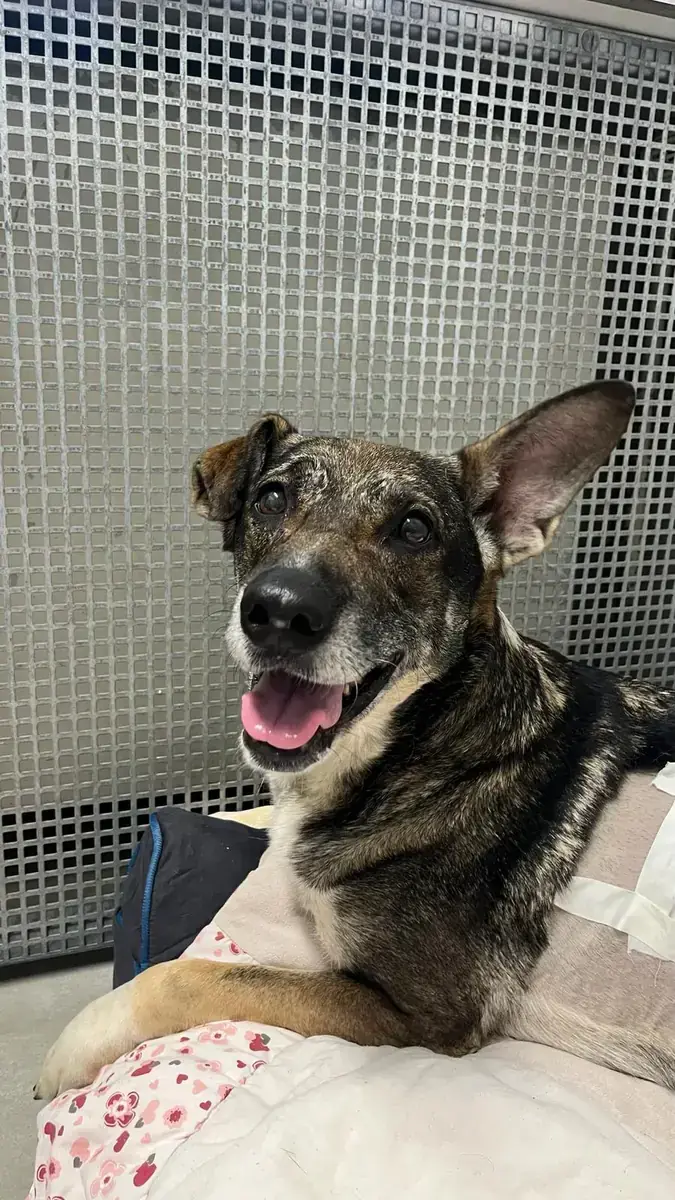 Emmy - Deutscher Schäferhund - Bild 1