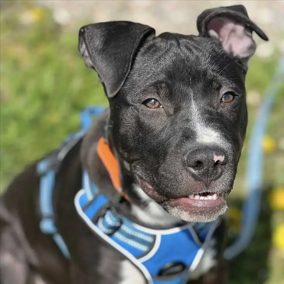 MONACO - American Staffordshire Terrier - Bild 1