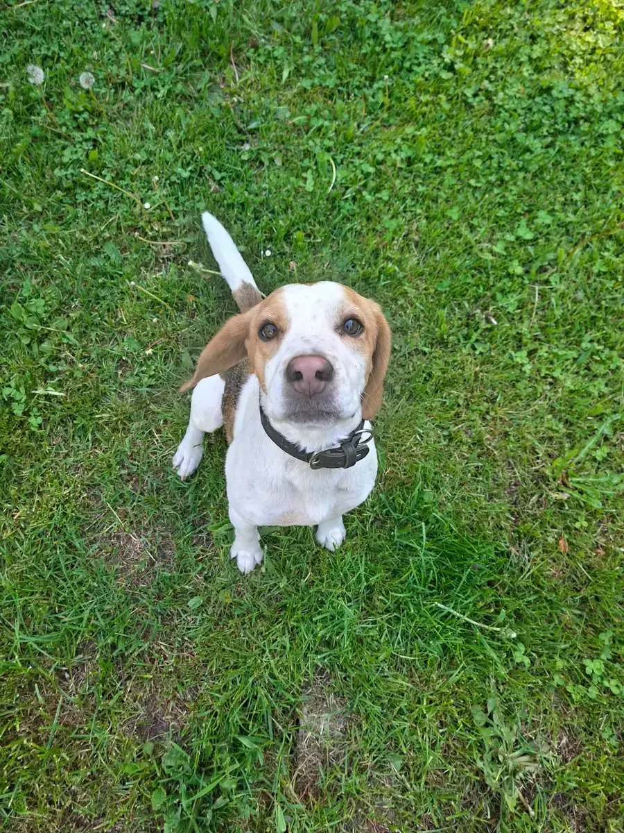 Charly - Beagle - Bild 4