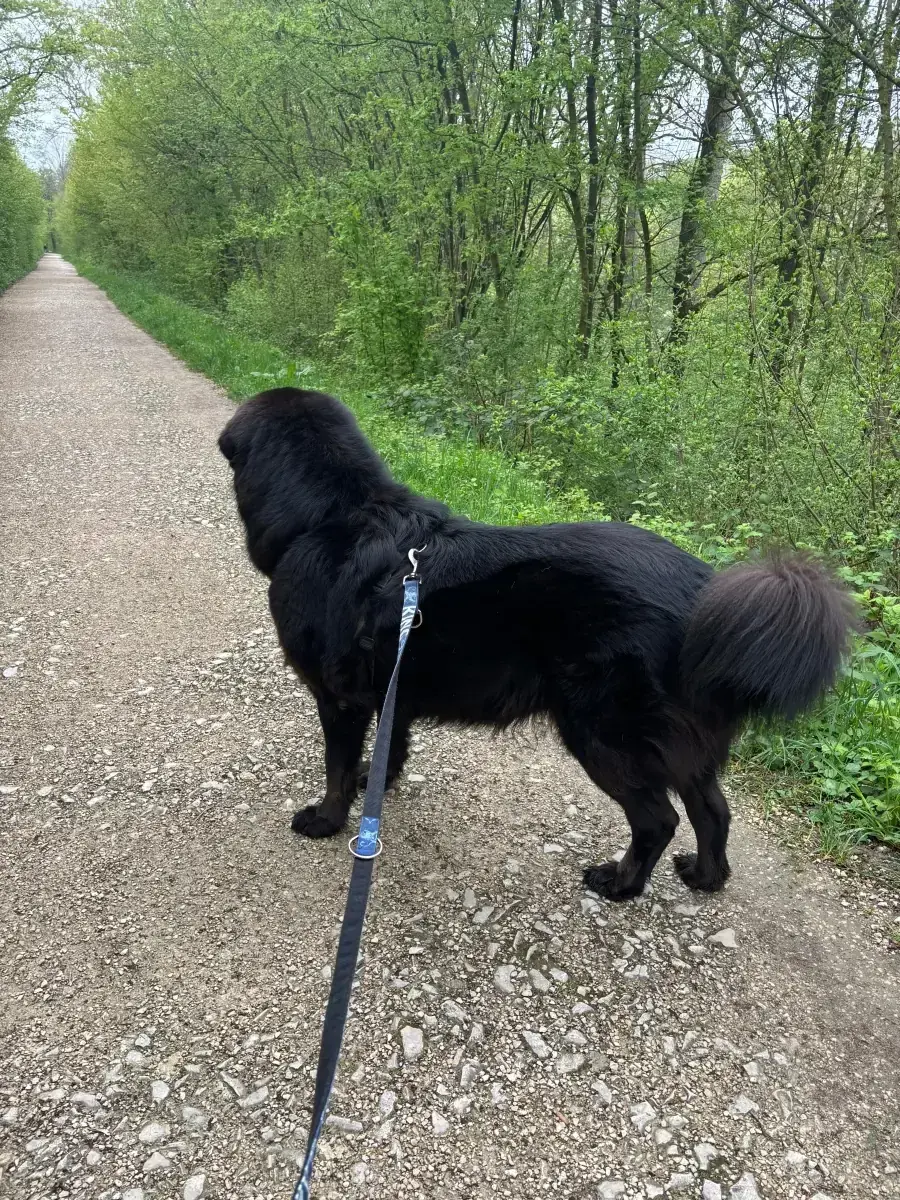 Bona -  - Bild 6