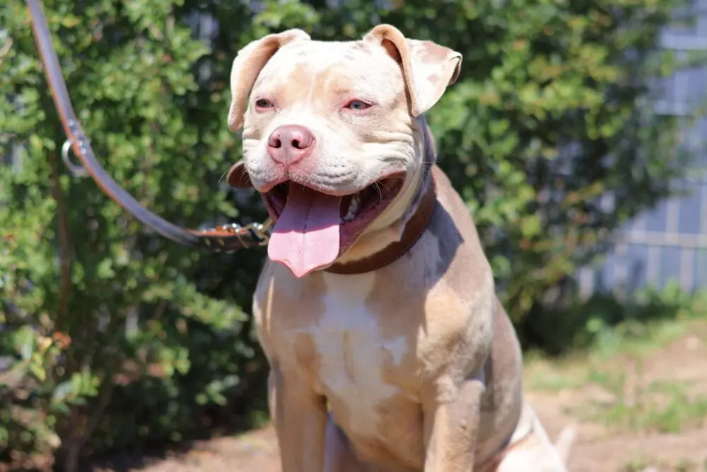 Ellie - American Staffordshire Terrier - Bild 1