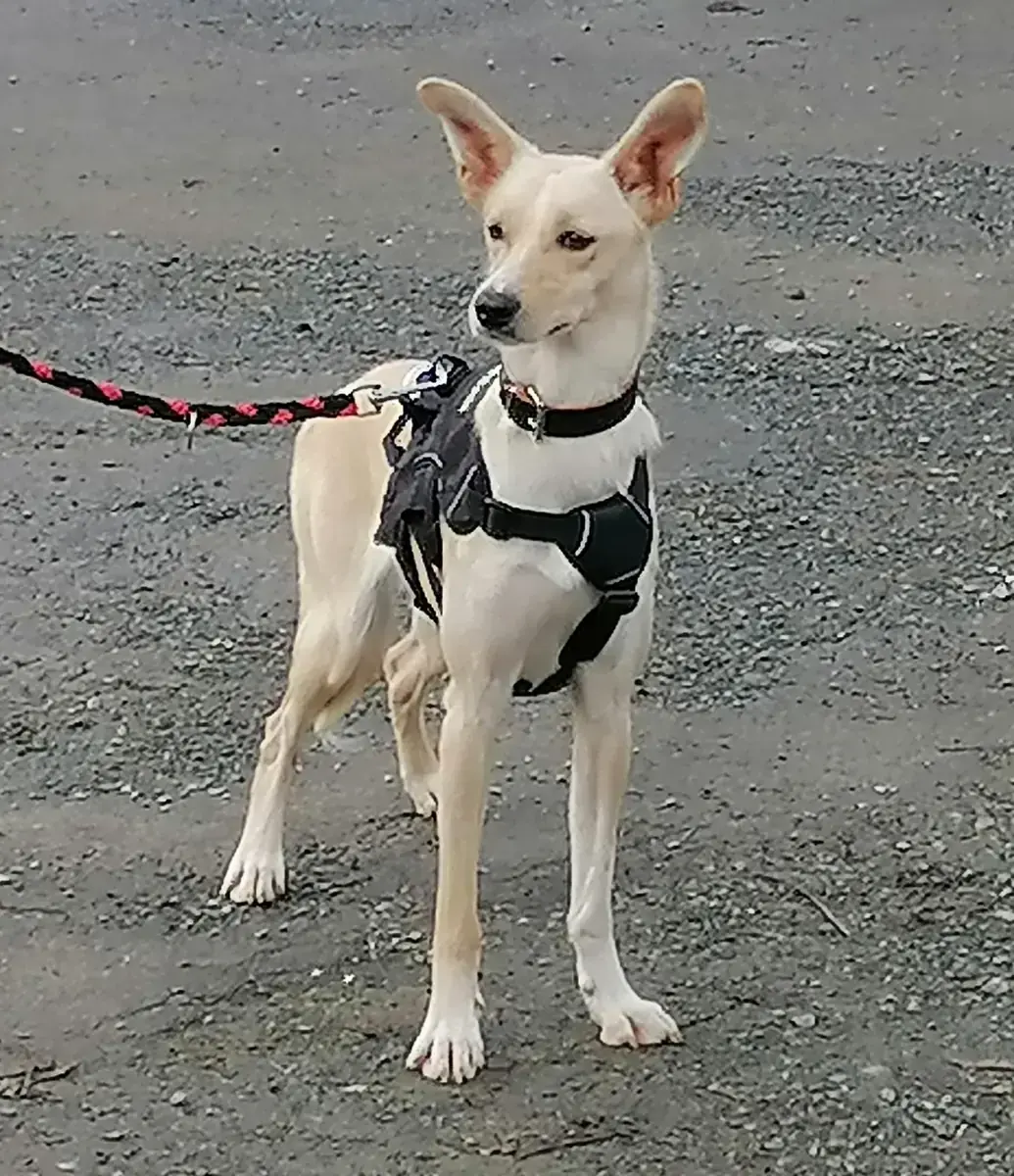 Pippa -  - Bild 7