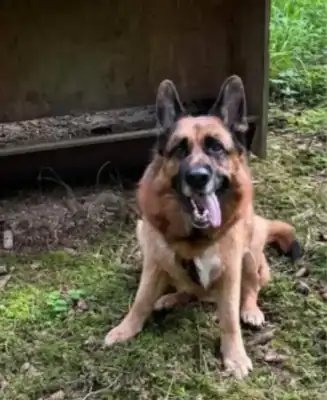 Maxl – Deutscher Schäferhund – Bild 4