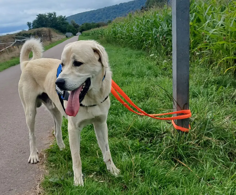 Sero - Kangal-Hirtenhund - Bild 6