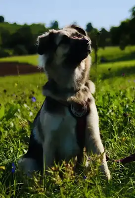 Suki – Hund – Bild 3
