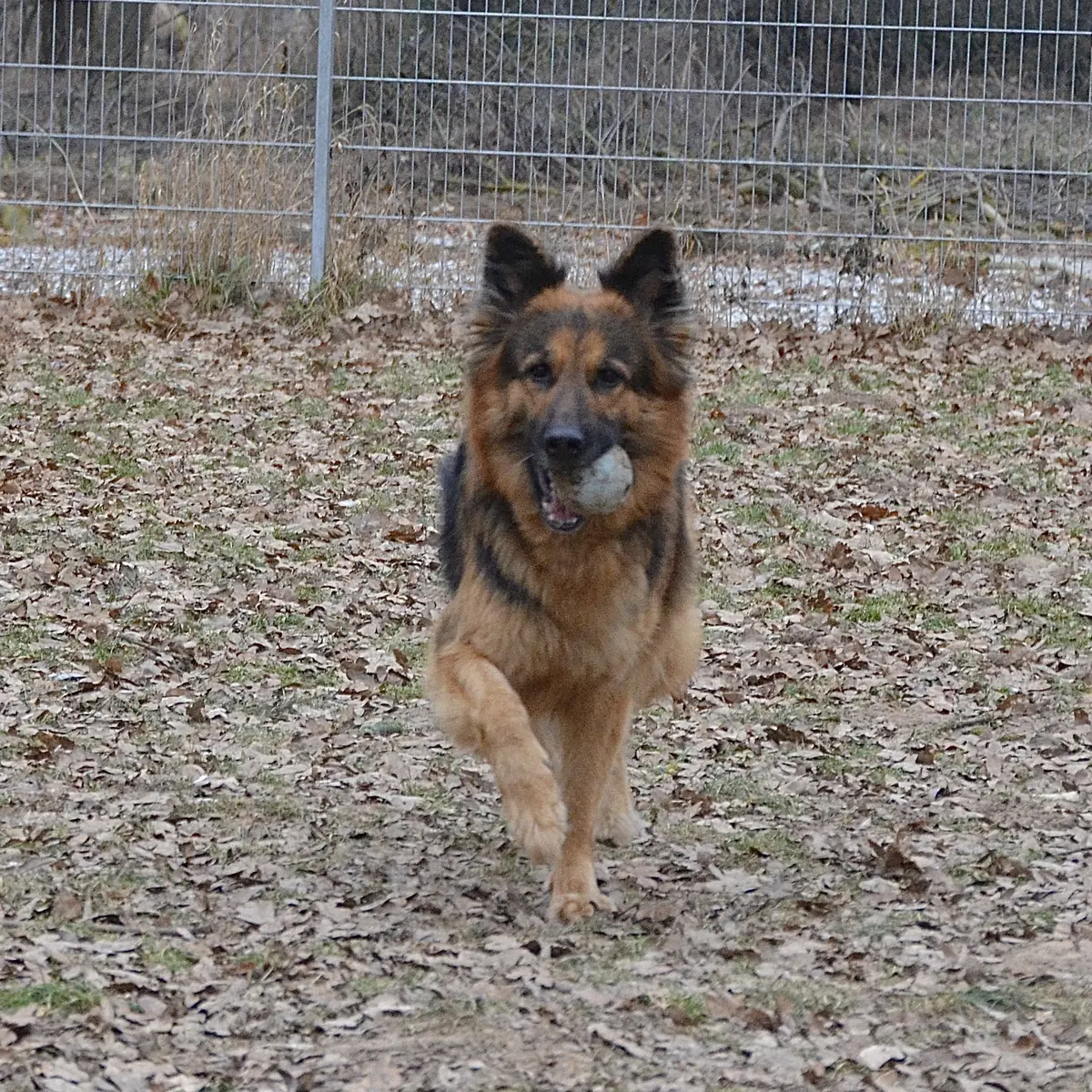 Asta - Deutscher Schäferhund - Bild 7