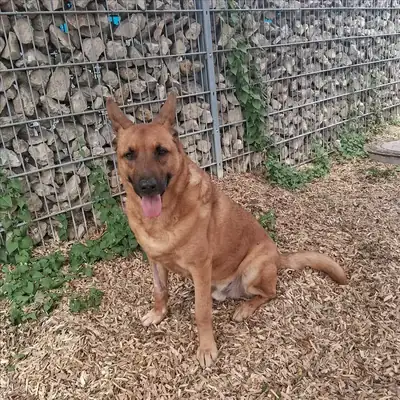 SÖREN – Deutscher Schäferhund – Bild 5
