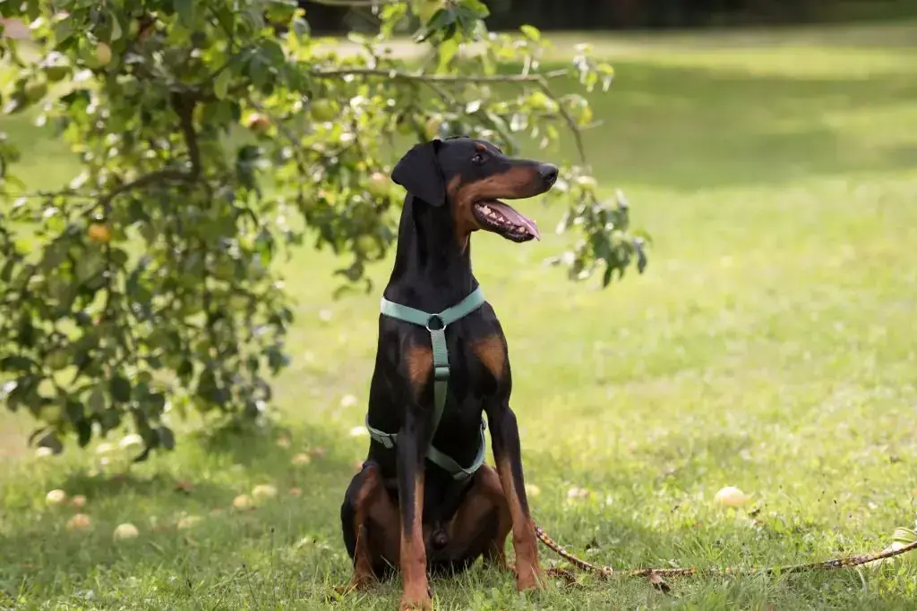 Hugo - Dobermann - Bild 5