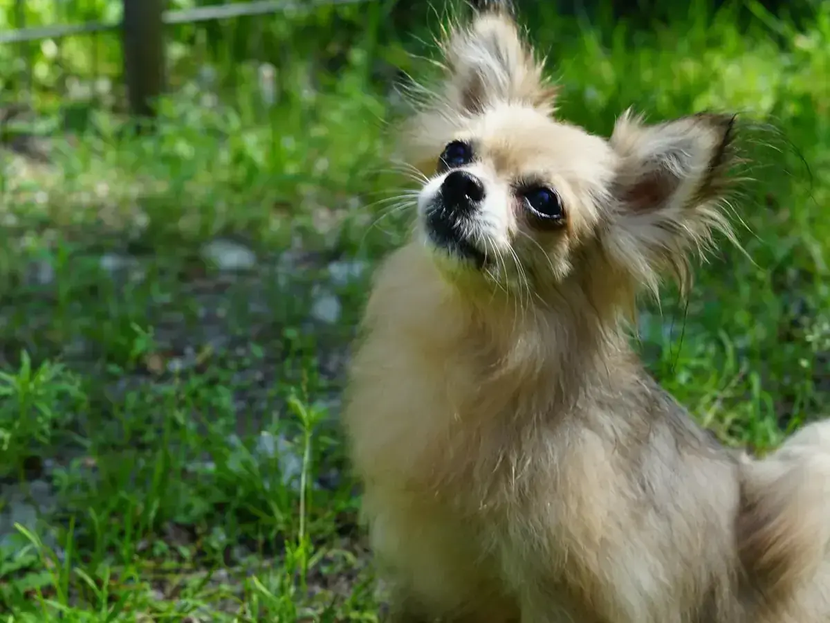 Chihuahua Pixie