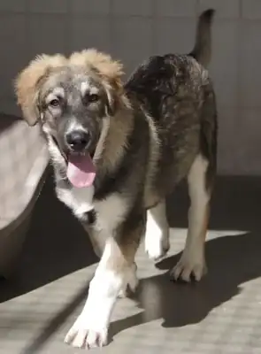 Lars – Hund – Bild 2