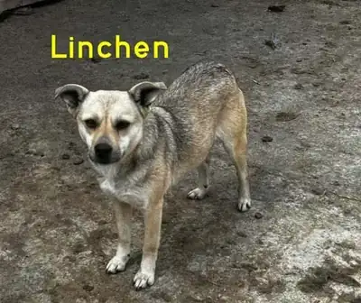 Linchen – Mischling – Bild 27