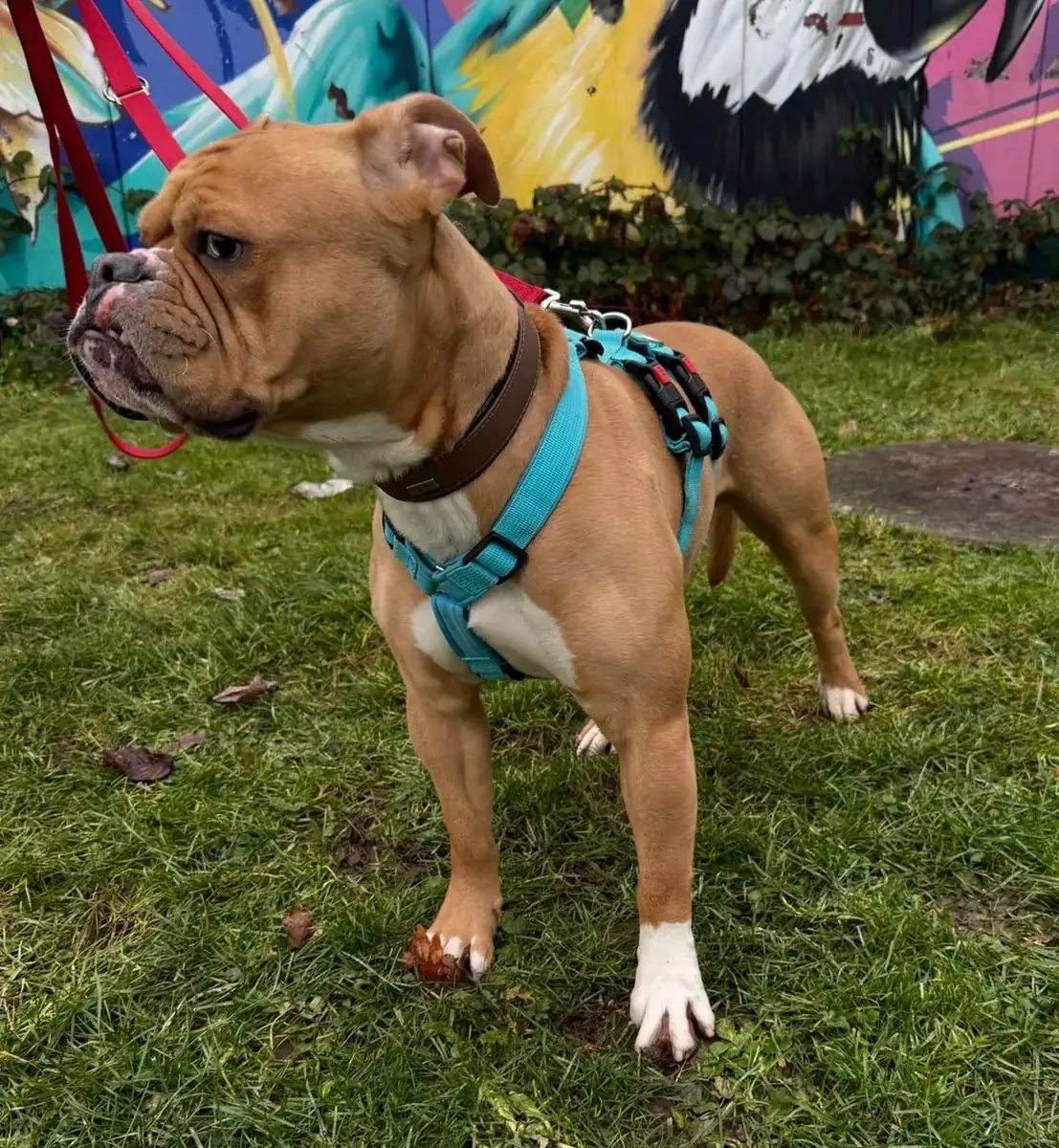 Capone - Englische Bulldogge - Bild 4