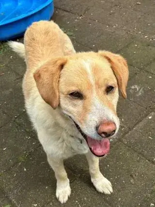 Tommy -  - Bild 4