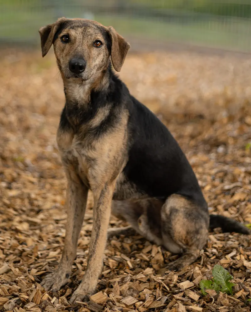 Kairo - Afghanischer Windhund - Bild 1