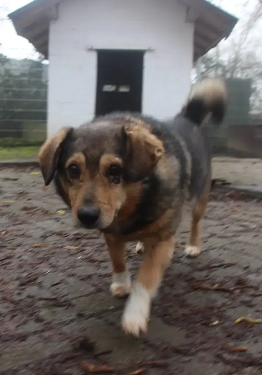 Benito -  - Bild 4