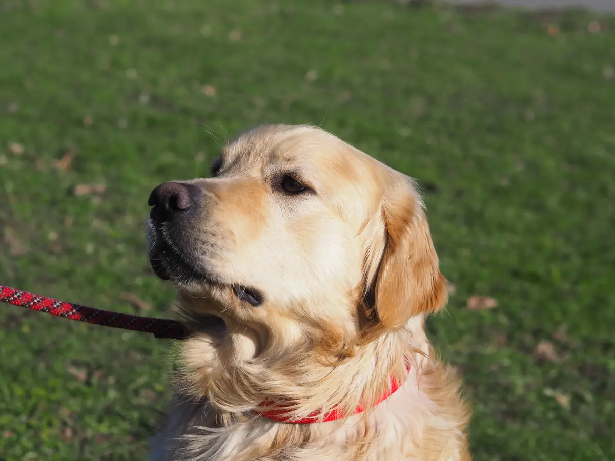 Nelson - Golden Retriever - Bild 4