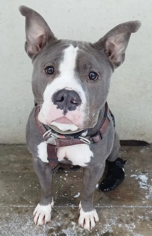 Bonny - American Staffordshire Terrier - Bild 1