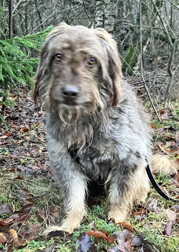 Mascha - Briard - Bild 5