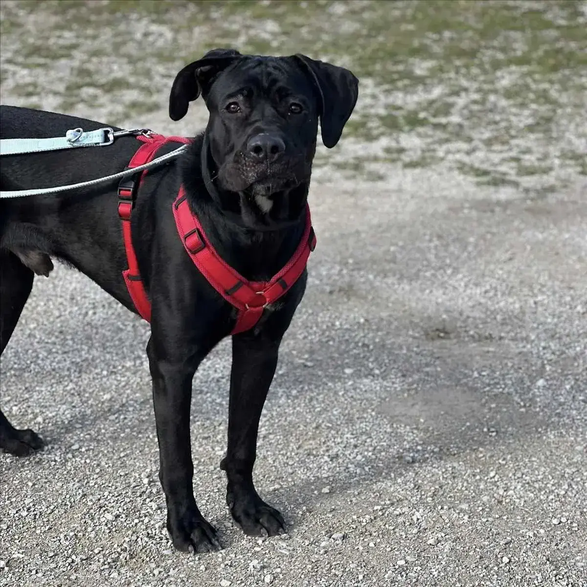 JAX - Cane Corso Italiano - Bild 1