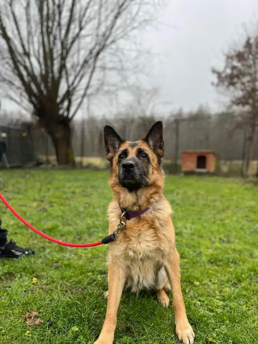 Deutscher Schäferhund Kylie