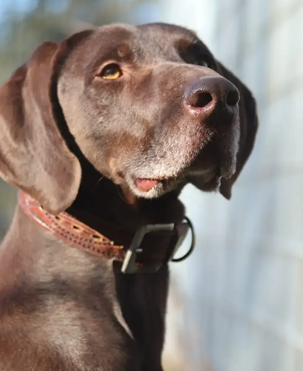 Buddy – Weimaraner, Deutsch Kurzhaar – Bild 4
