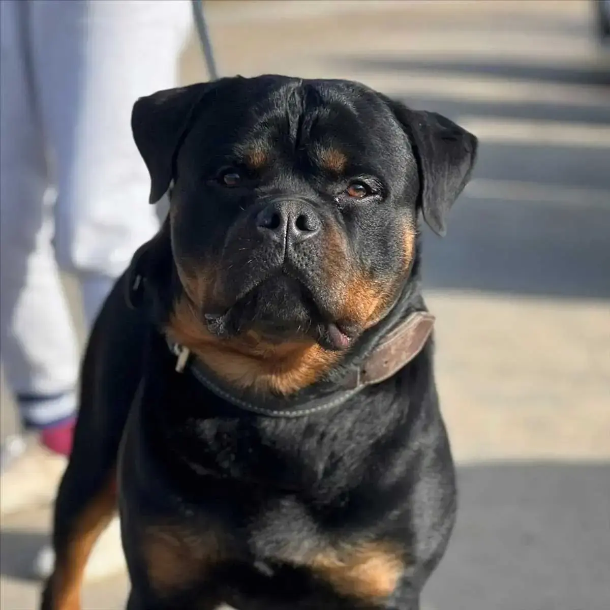 Jumper - Rottweiler - Bild 3