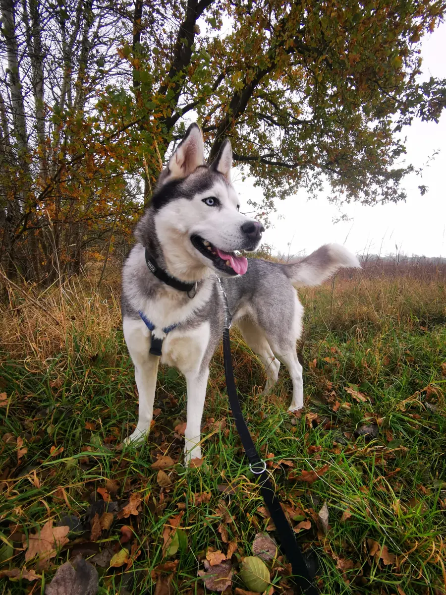 Maja - Siberian Husky - Bild 12