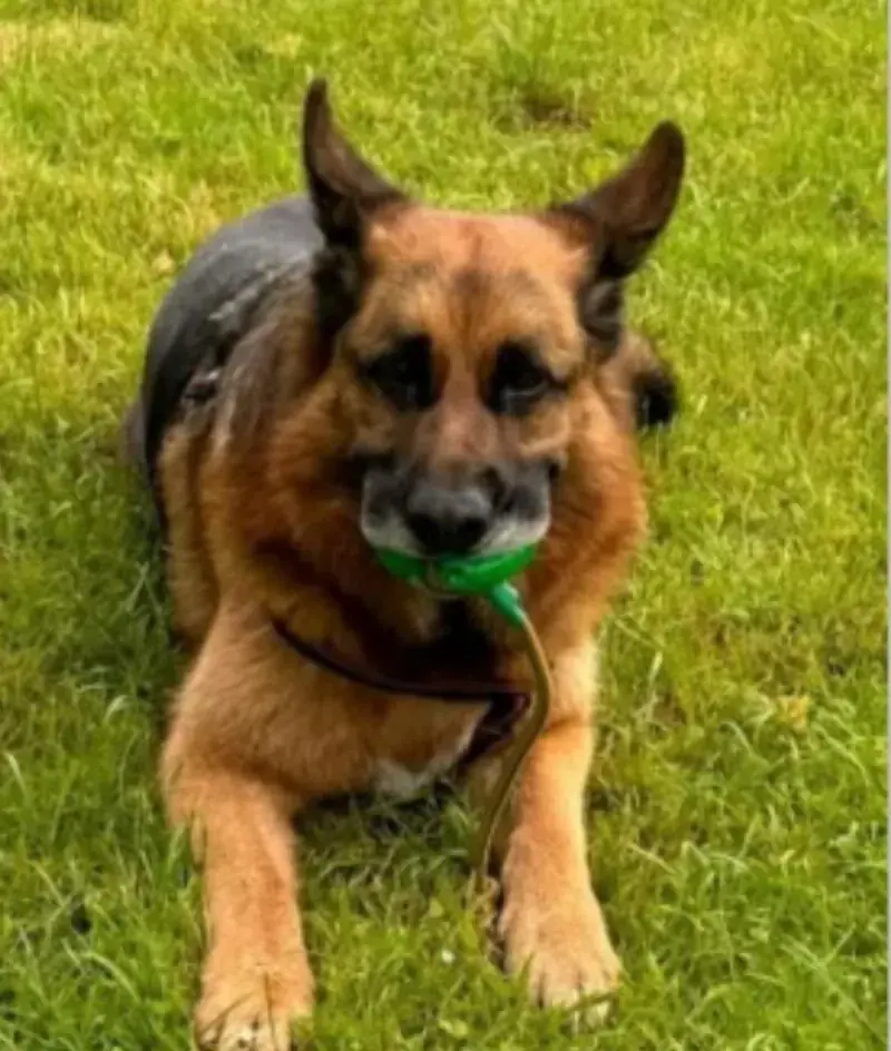 Maxl - Deutscher Schäferhund - Bild 2
