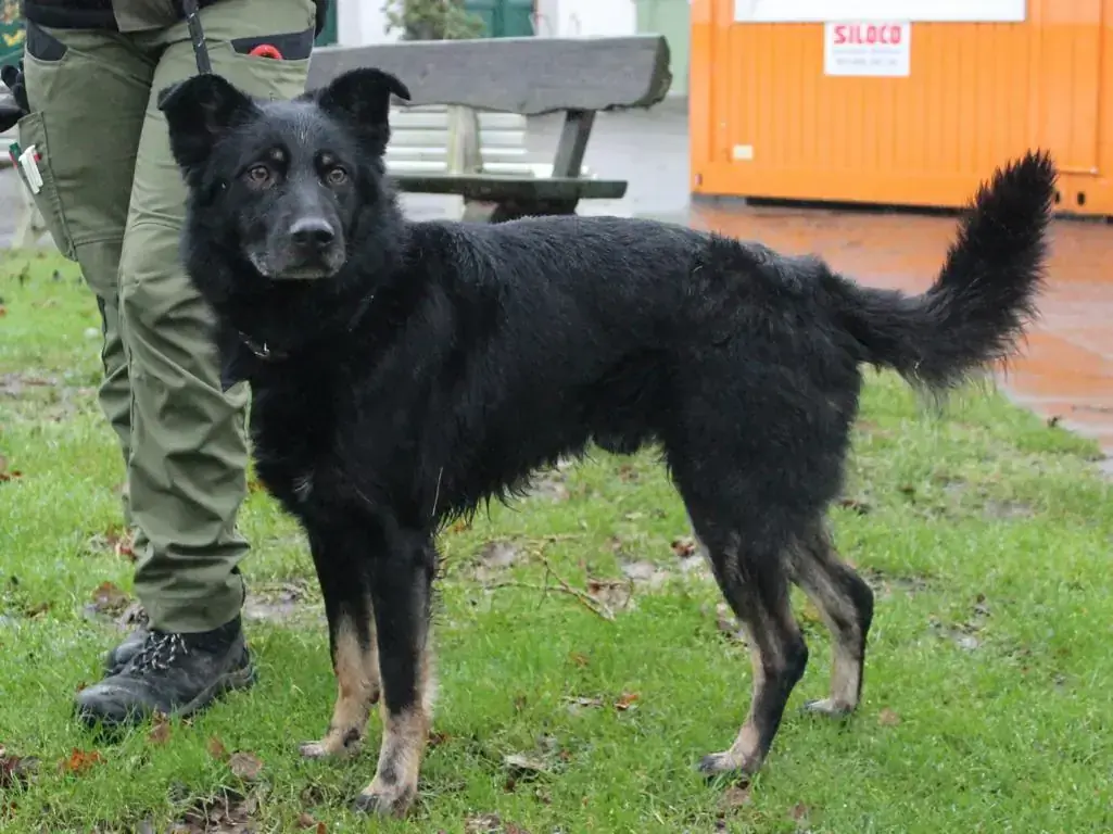 Arthus - Deutscher Schäferhund - Bild 1