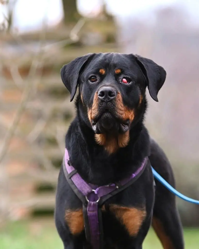 Samira - Rottweiler - Bild 3