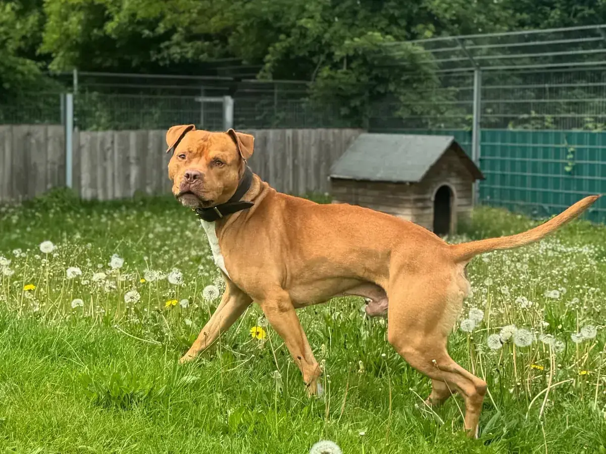 Fred - American Staffordshire Terrier - Bild 1