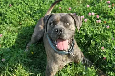 Drago – Cane Corso Italiano – Bild 13