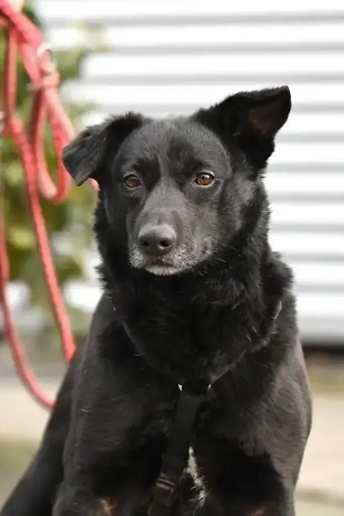 Hund Jesko
