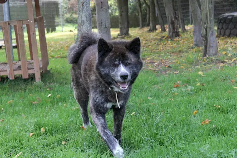 Thor - Akita - Bild 3