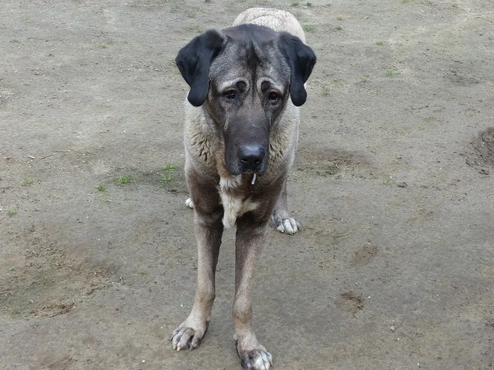 Pascha - Kangal-Hirtenhund - Bild 6