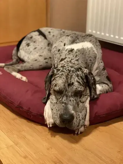 Tilda - Deutsche Dogge - Bild 1