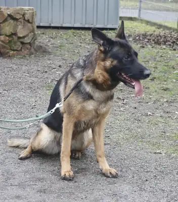 Ida – Deutscher Schäferhund – Bild 4