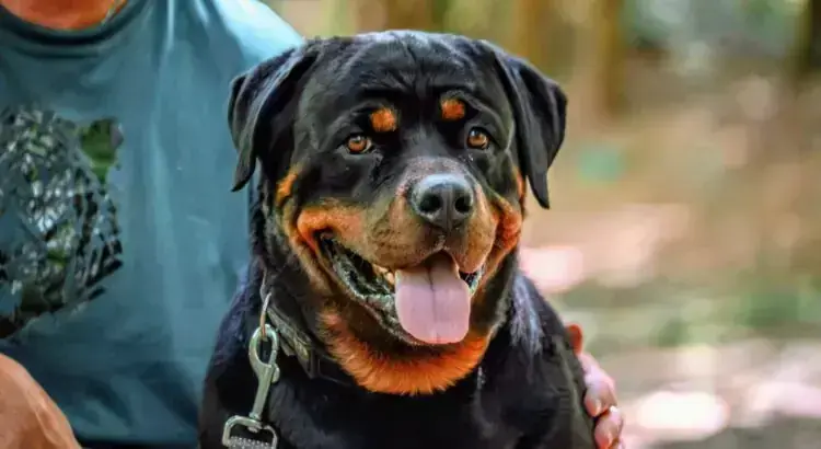 Rottweiler Ben
