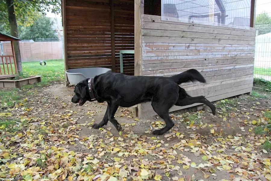 Spike - Labrador Retriever - Bild 5