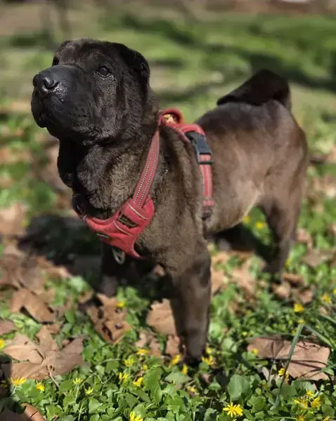 Momo - Shar-Pei - Bild 6