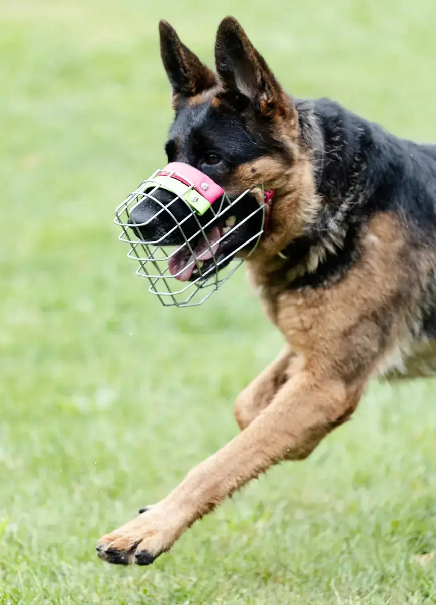 Zwiebel - Deutscher Schäferhund - Bild 5