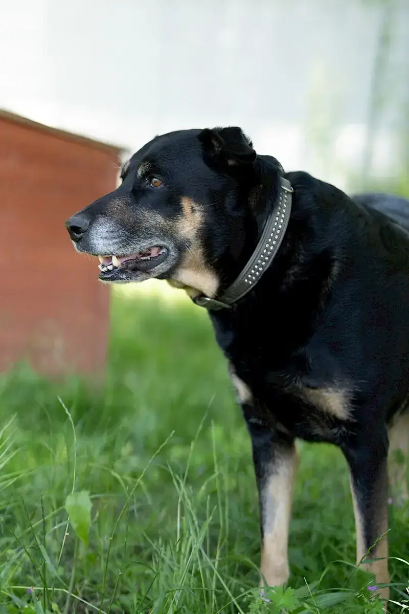 Shila -  - Bild 5