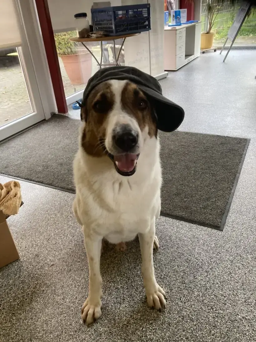 Jack -  - Bild 20