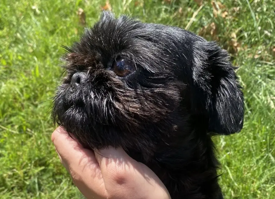 Betty - Shih Tzu - Bild 2