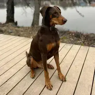 Max – Dobermann – Bild 2