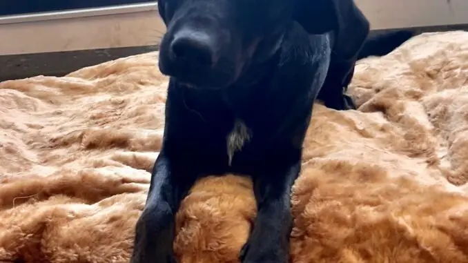 Kali - Labrador Retriever - Bild 1