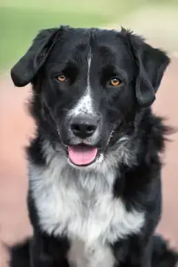 Benni -  - Bild 1