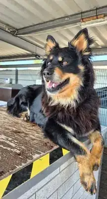 Paula – Hund – Bild 3